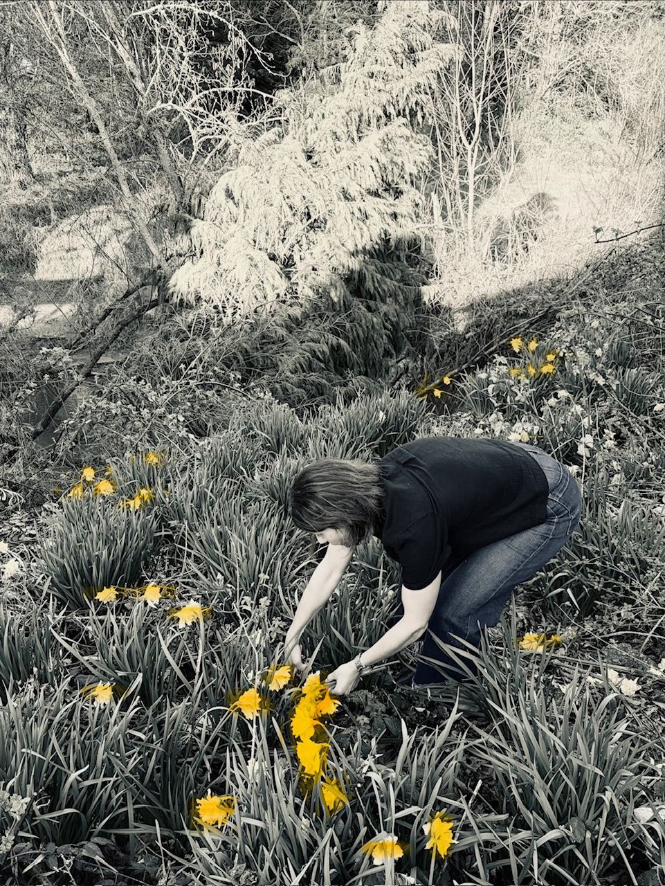 Rose picking daffodils